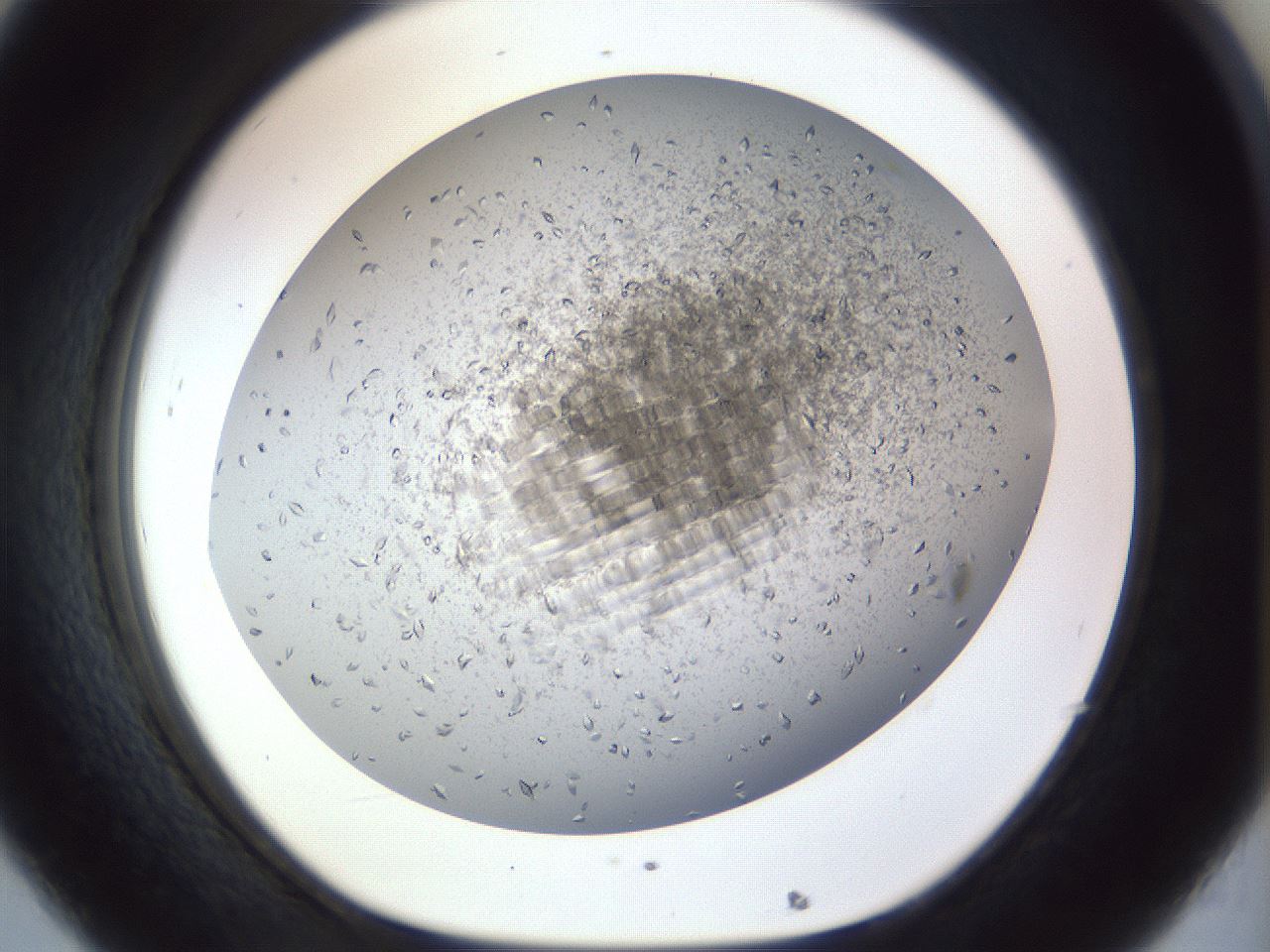folderID935_plateID1935_batchID8329_wellNum32_profileID1_d1_r129138_ef.jpg