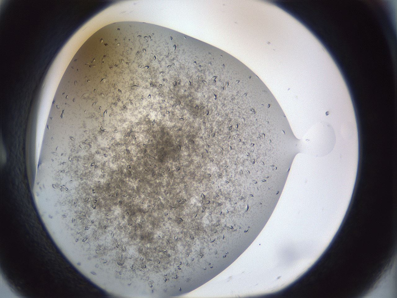 folderID935_plateID1935_batchID8329_wellNum8_profileID1_d1_r129114_ef.jpg
