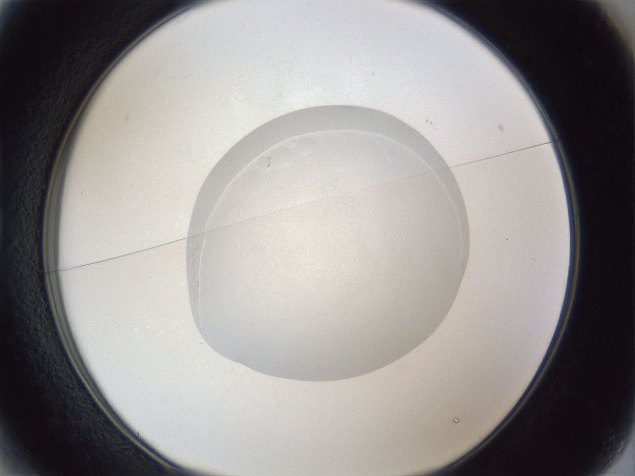 folderID936_plateID936_batchID1181_wellNum13_profileID1_d1_r34875_ef.jpg