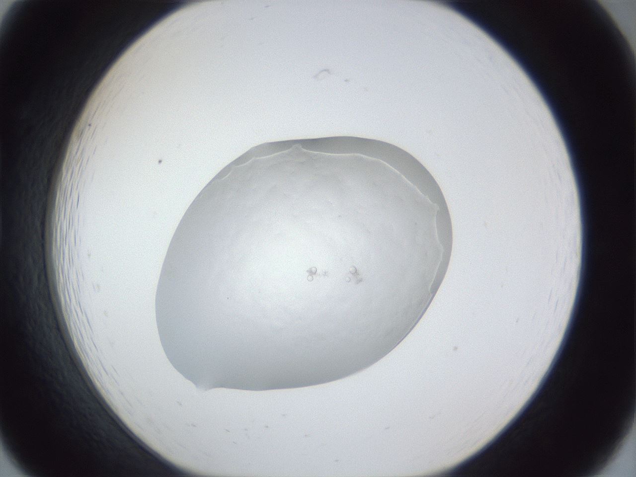 folderID936_plateID936_batchID1181_wellNum19_profileID1_d1_r34887_ef.jpg