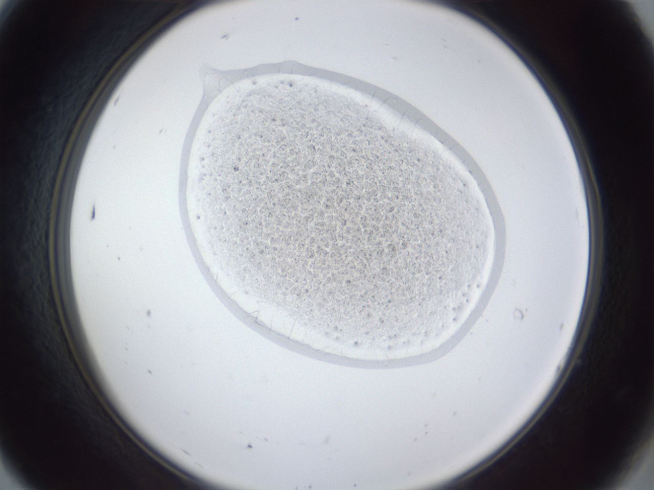 folderID936_plateID936_batchID1284_wellNum7_profileID1_d2_r34864_ef.jpg
