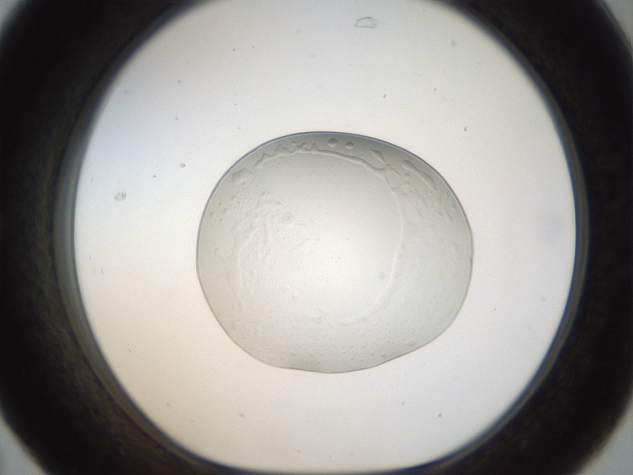 folderID940_plateID940_batchID1292_wellNum31_profileID1_d1_r35361_ef.jpg