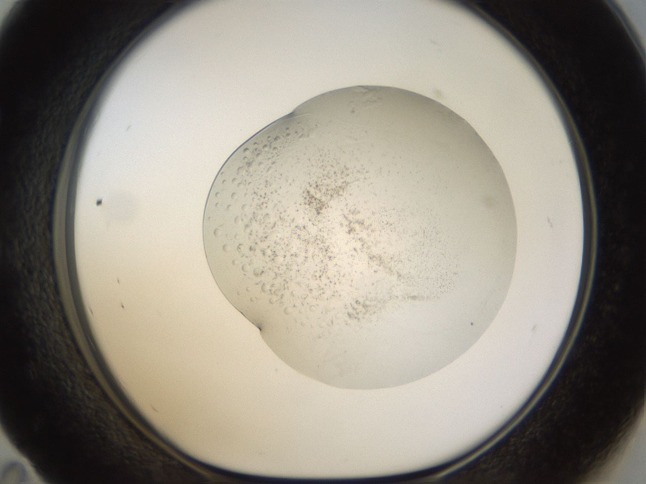 folderID942_plateID942_batchID1294_wellNum59_profileID1_d1_r35581_ef.jpg