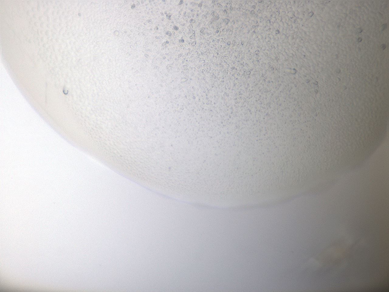 folderID942_plateID942_batchID1306_wellNum96_profileID1_d1_r37561_ef.jpg