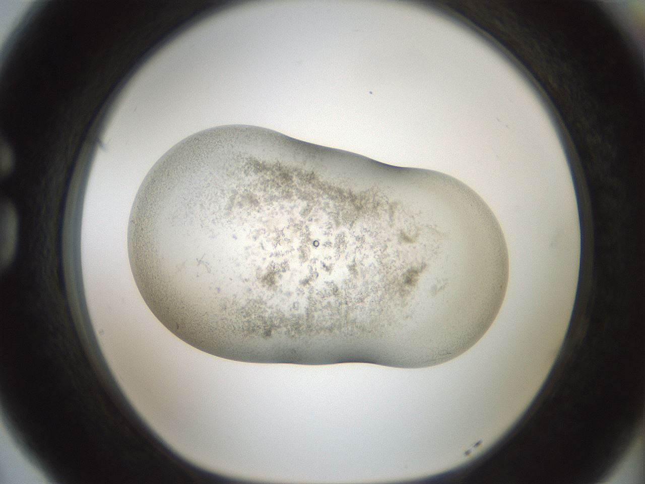 folderID955_plateID2955_batchID16039_wellNum77_profileID1_d1_r243788_ef.jpg
