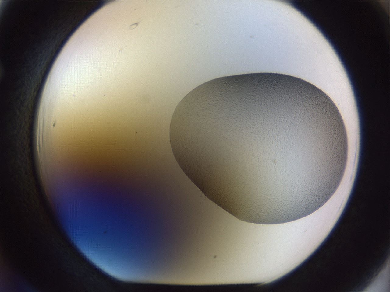 folderID958_plateID1958_batchID8614_wellNum66_profileID1_d1_r133848_ef.jpg