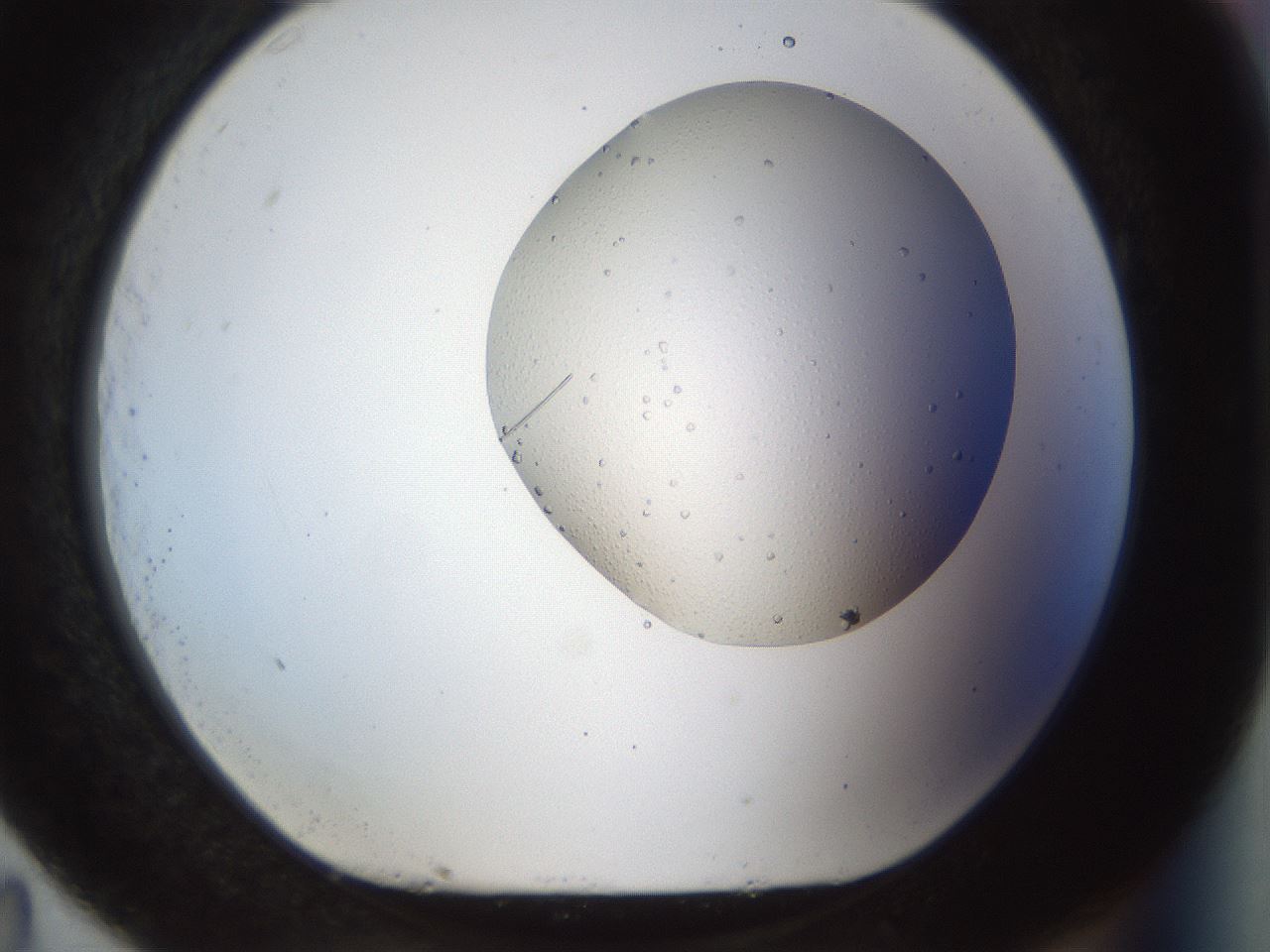 folderID962_plateID1962_batchID8615_wellNum83_profileID1_d1_r134074_ef.jpg