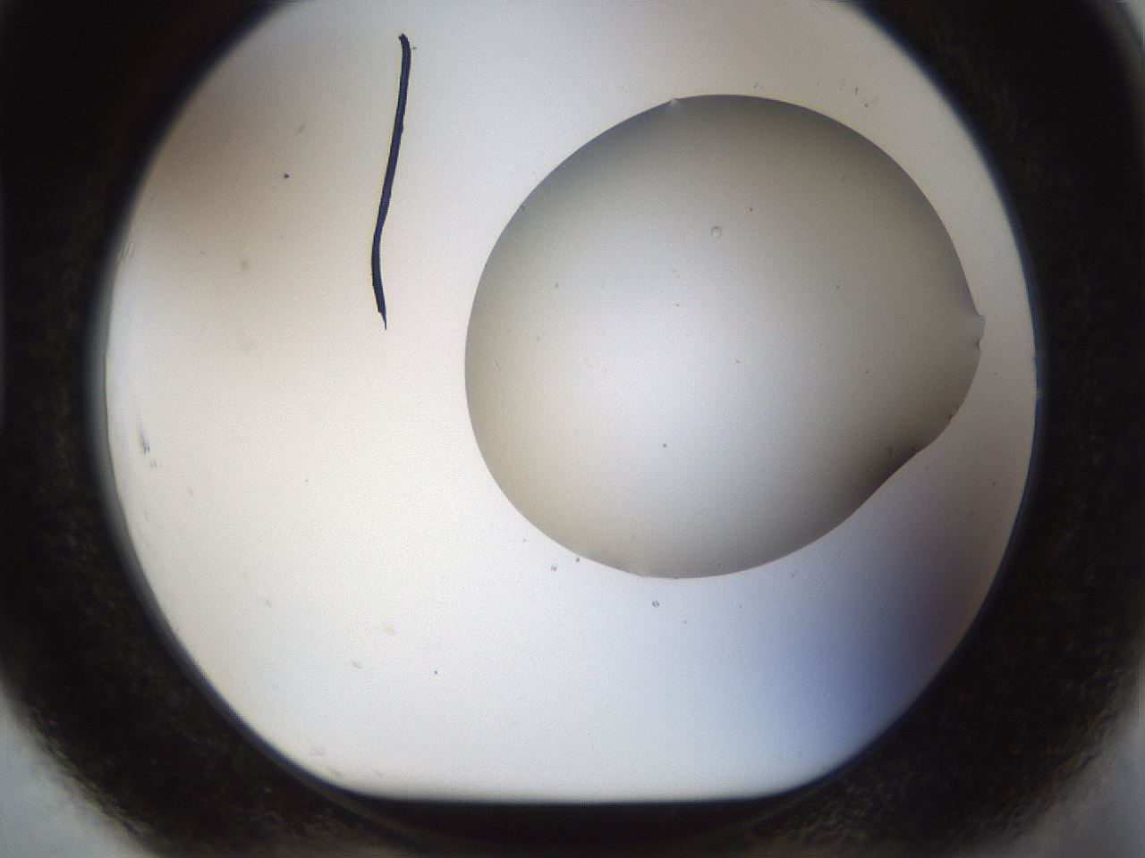 folderID962_plateID1962_batchID8615_wellNum91_profileID1_d1_r134090_ef.jpg