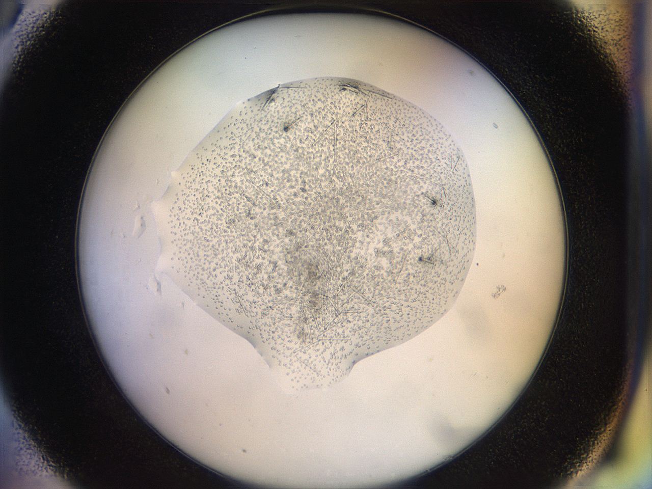 04r9_A5_ImagerDefaults_9.jpg