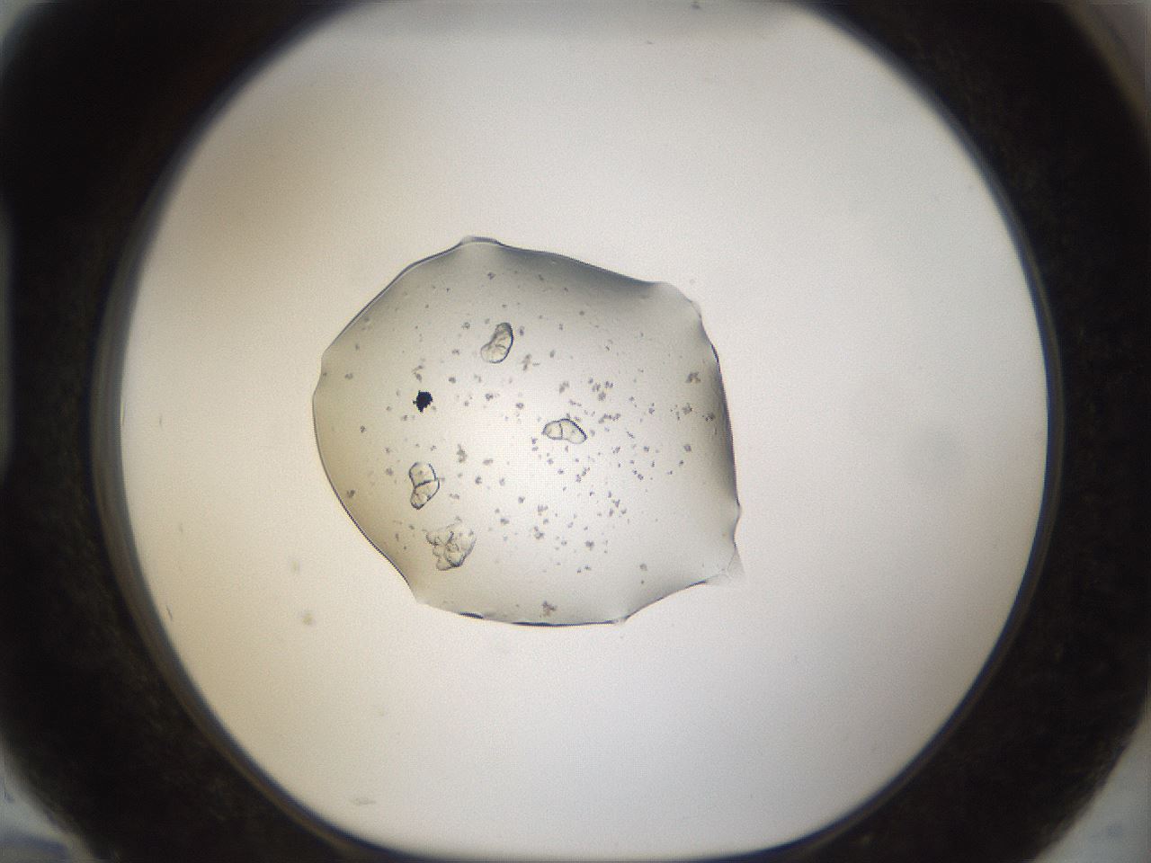 folderID963_plateID963_batchID12195_wellNum94_profileID1_d1_r37450_ef.jpg