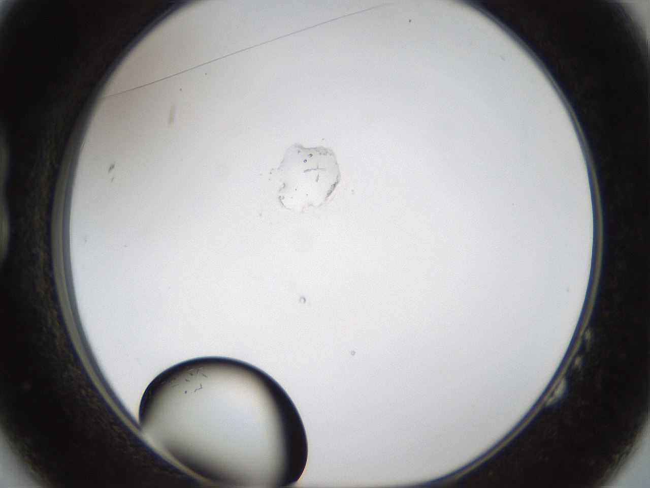 folderID963_plateID963_batchID1335_wellNum14_profileID1_d1_r37370_ef.jpg
