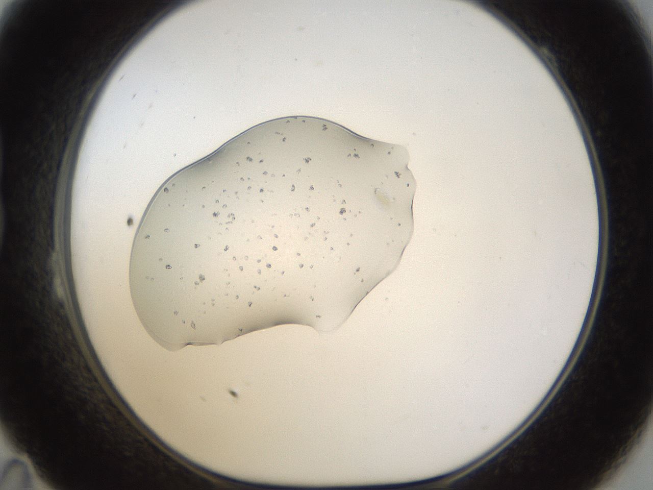 folderID963_plateID963_batchID1335_wellNum23_profileID1_d1_r37379_ef.jpg