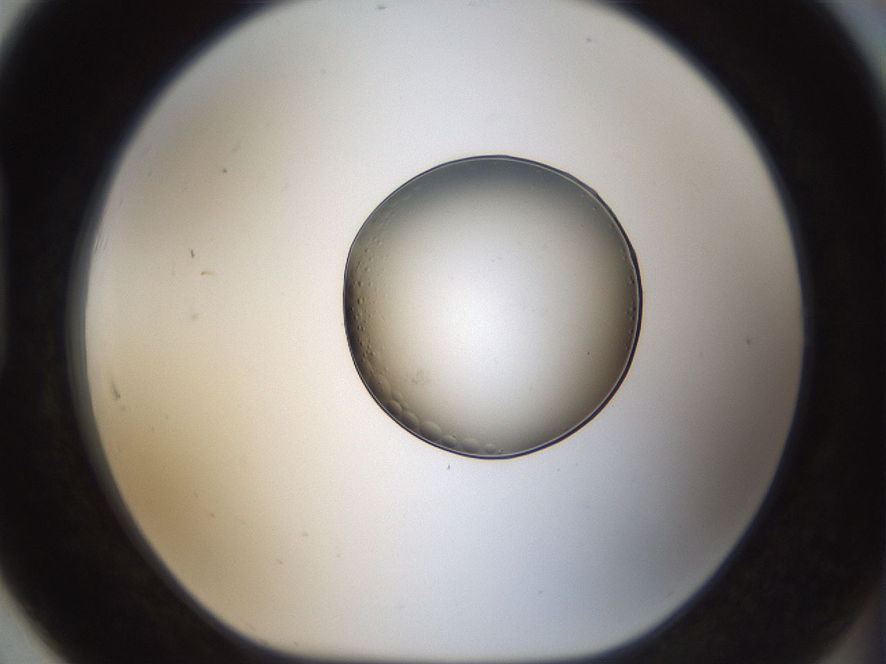 folderID964_plateID1964_batchID8601_wellNum91_profileID1_d1_r131402_ef.jpg