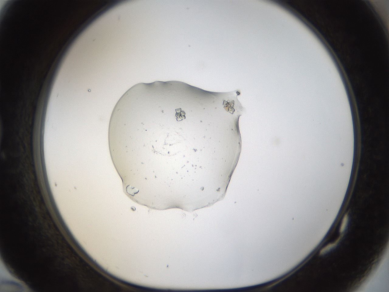 folderID964_plateID964_batchID1450_wellNum82_profileID1_d1_r37535_ef.jpg