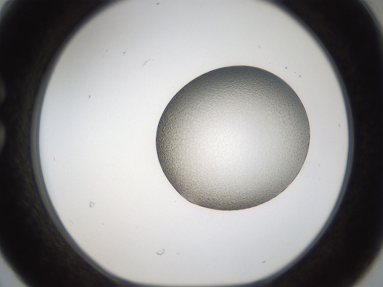 folderID966_plateID1966_batchID8617_wellNum30_profileID1_d1_r134352_ef.jpg