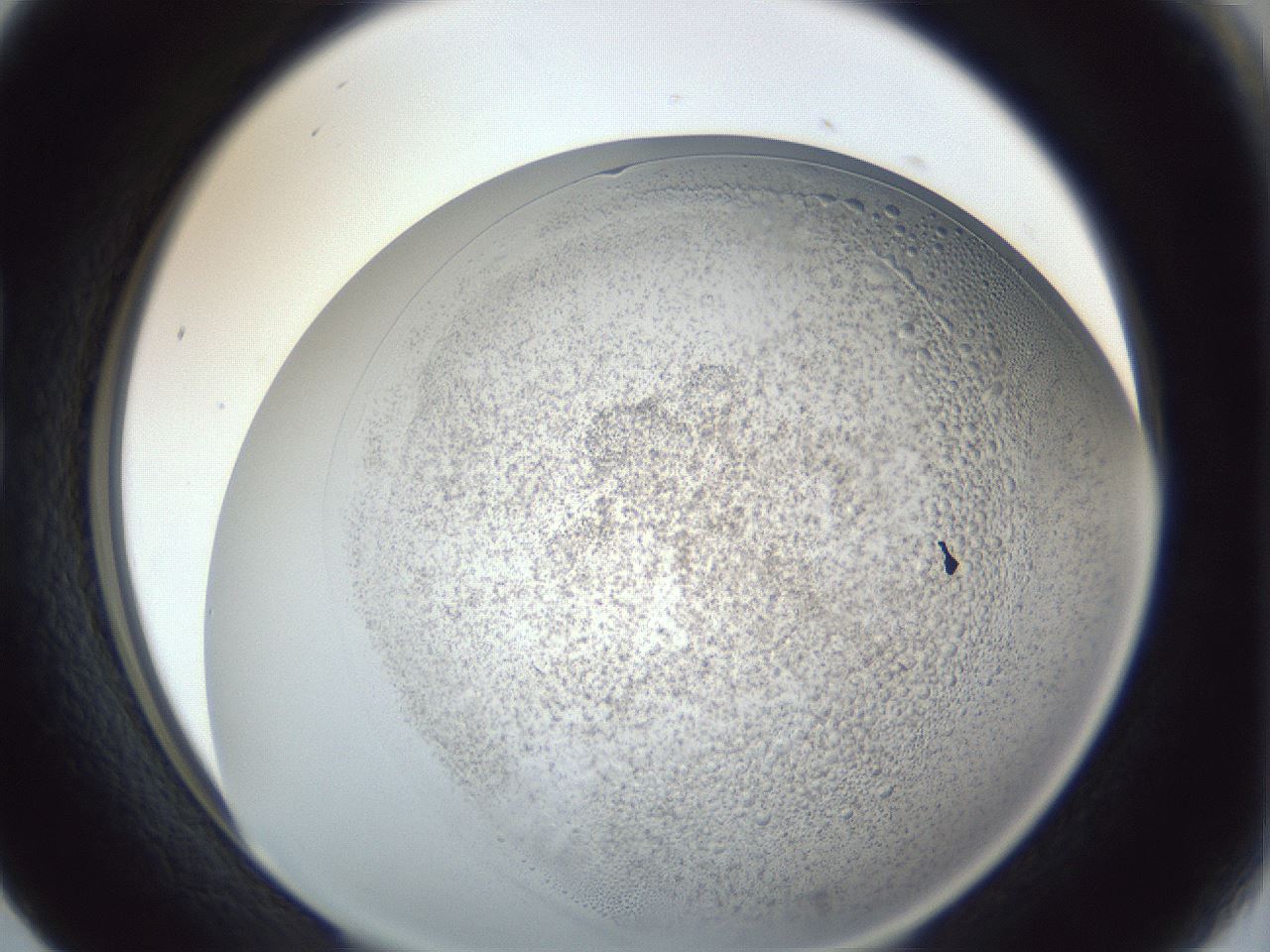 folderID966_plateID966_batchID1529_wellNum17_profileID1_d1_r37678_ef.jpg