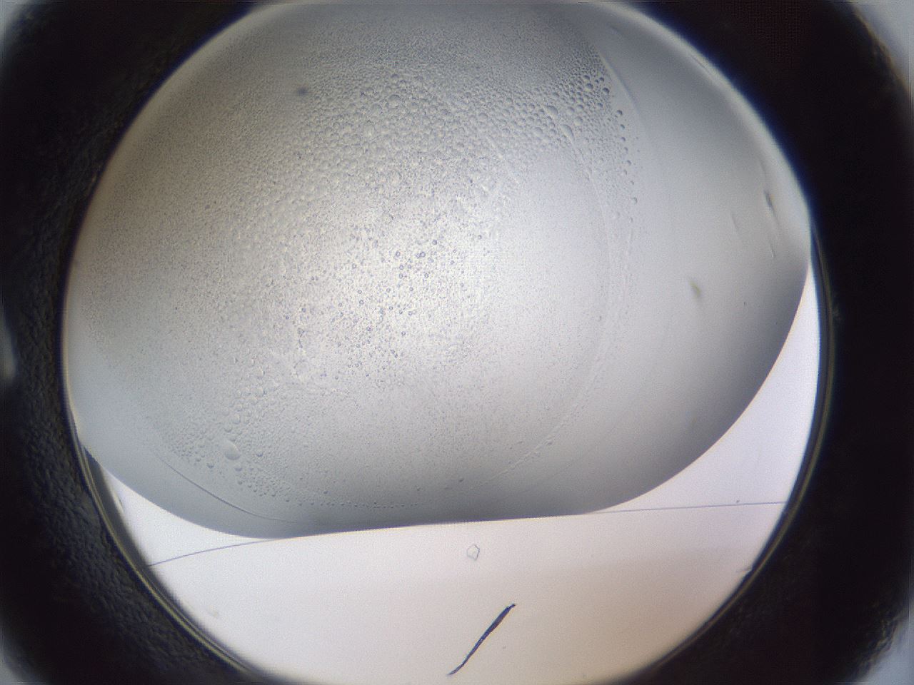 folderID966_plateID966_batchID1529_wellNum1_profileID1_d1_r37662_ef.jpg