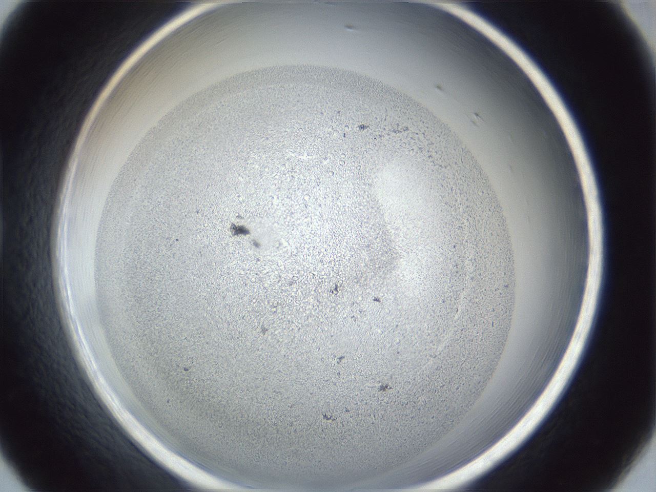 folderID966_plateID966_batchID1529_wellNum20_profileID1_d1_r37681_ef.jpg