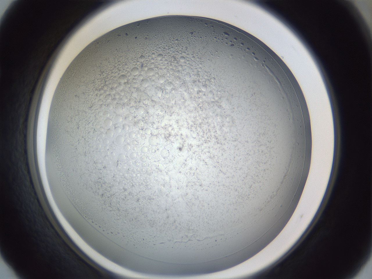 folderID966_plateID966_batchID1387_wellNum52_profileID1_d1_r37713_ef.jpg