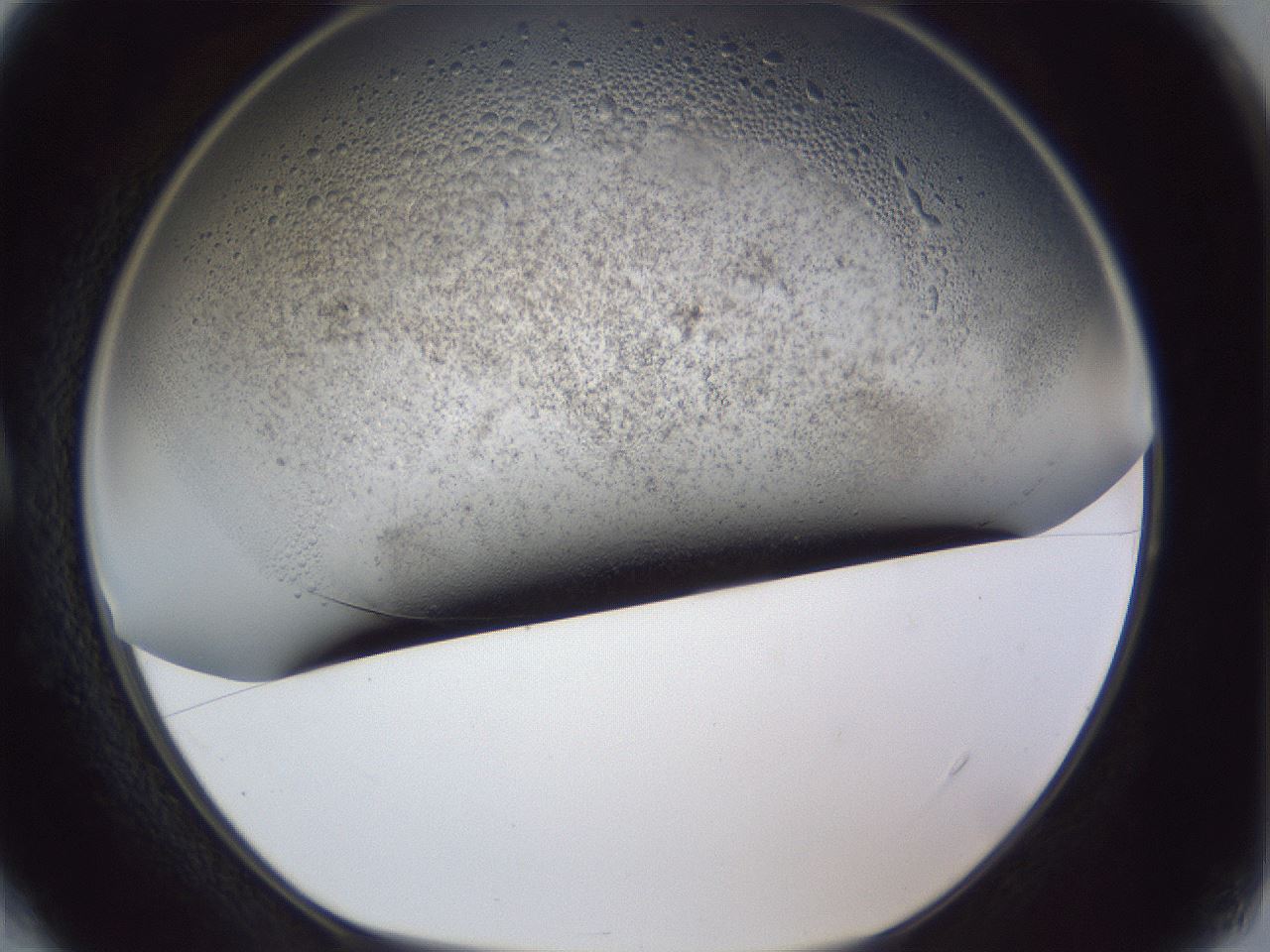 folderID966_plateID966_batchID1529_wellNum4_profileID1_d1_r37665_ef.jpg