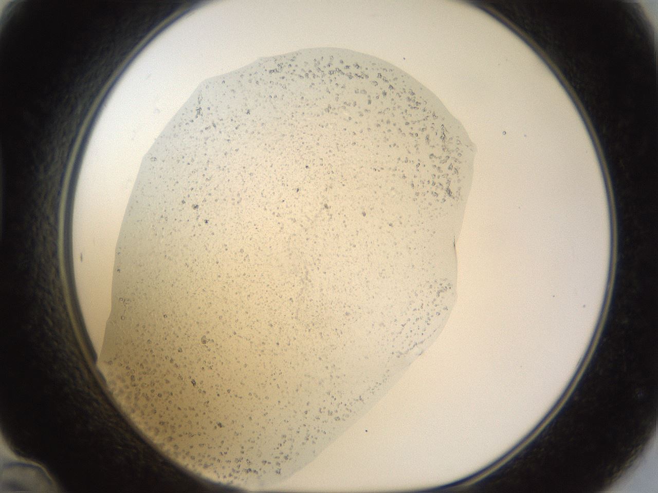 folderID967_plateID967_batchID1566_wellNum48_profileID1_d1_r37901_ef.jpg