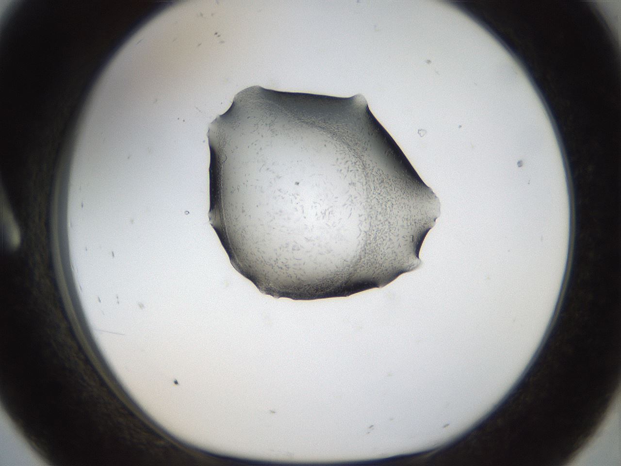 folderID968_plateID968_batchID1568_wellNum8_profileID1_d1_r37765_ef.jpg