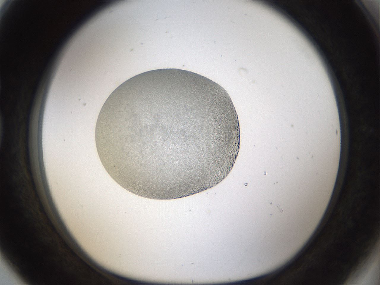 folderID969_plateID1969_batchID8598_wellNum80_profileID1_d1_r130996_ef.jpg