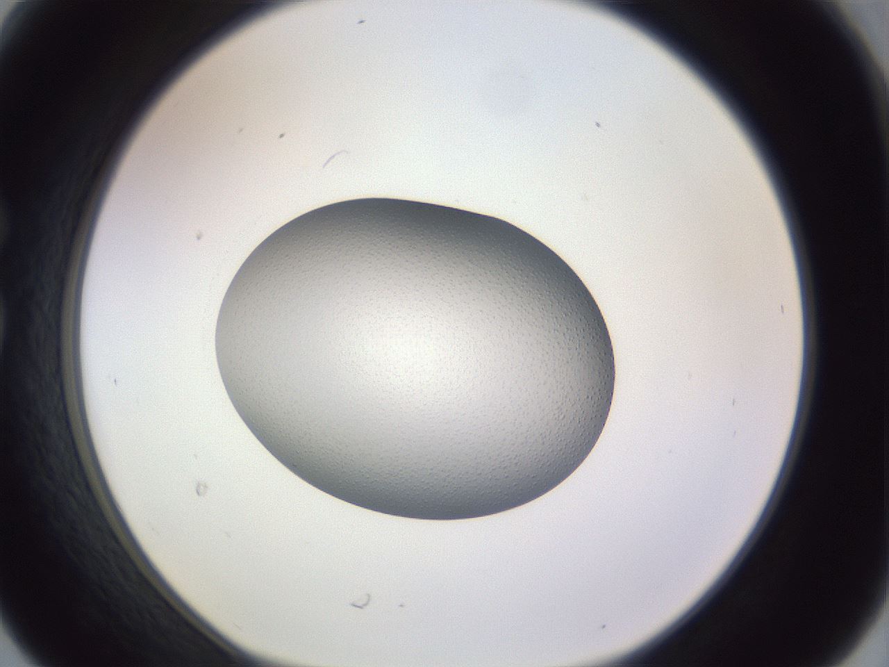 folderID970_plateID1970_batchID8616_wellNum30_profileID1_d1_r134160_ef.jpg
