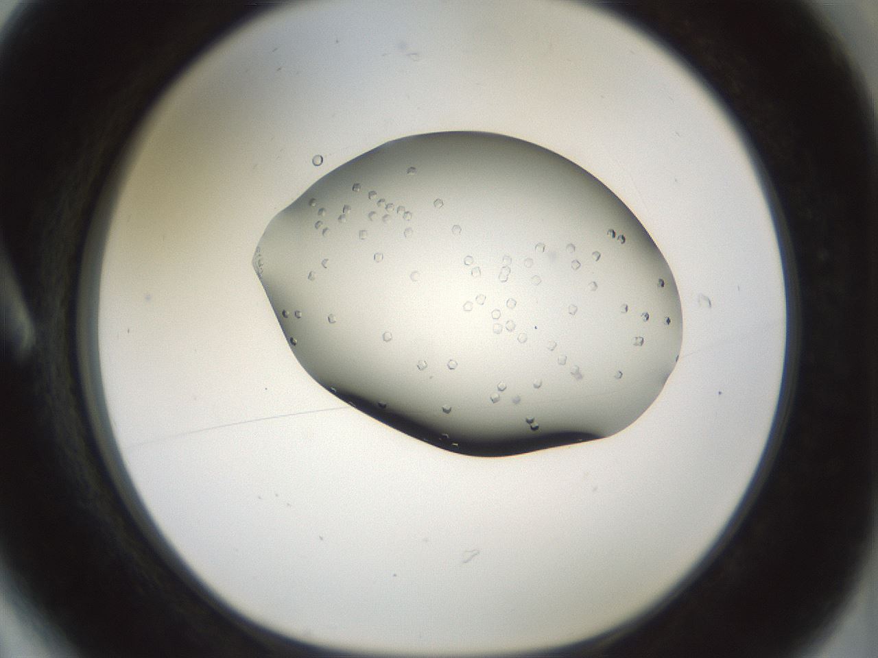 folderID100_plateID3100_batchID17409_wellNum6_profileID1_d1_r260654_ef.jpg