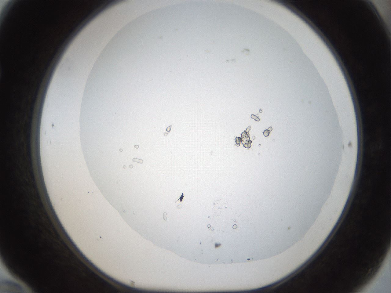 folderID975_plateID1975_batchID8607_wellNum70_profileID1_d1_r132512_ef.jpg