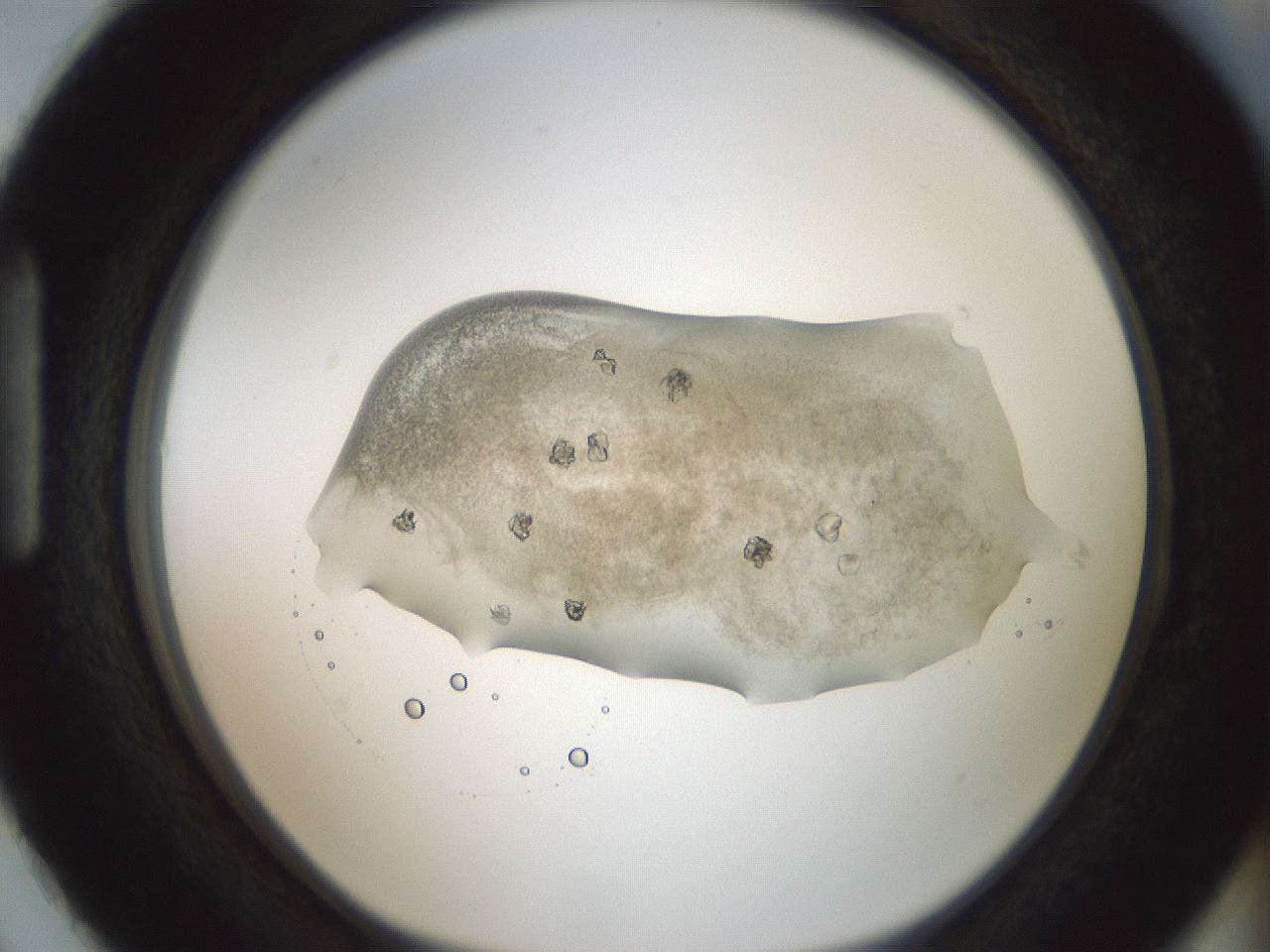 folderID97_plateID3097_batchID19284_wellNum87_profileID1_d1_r261407_ef.jpg