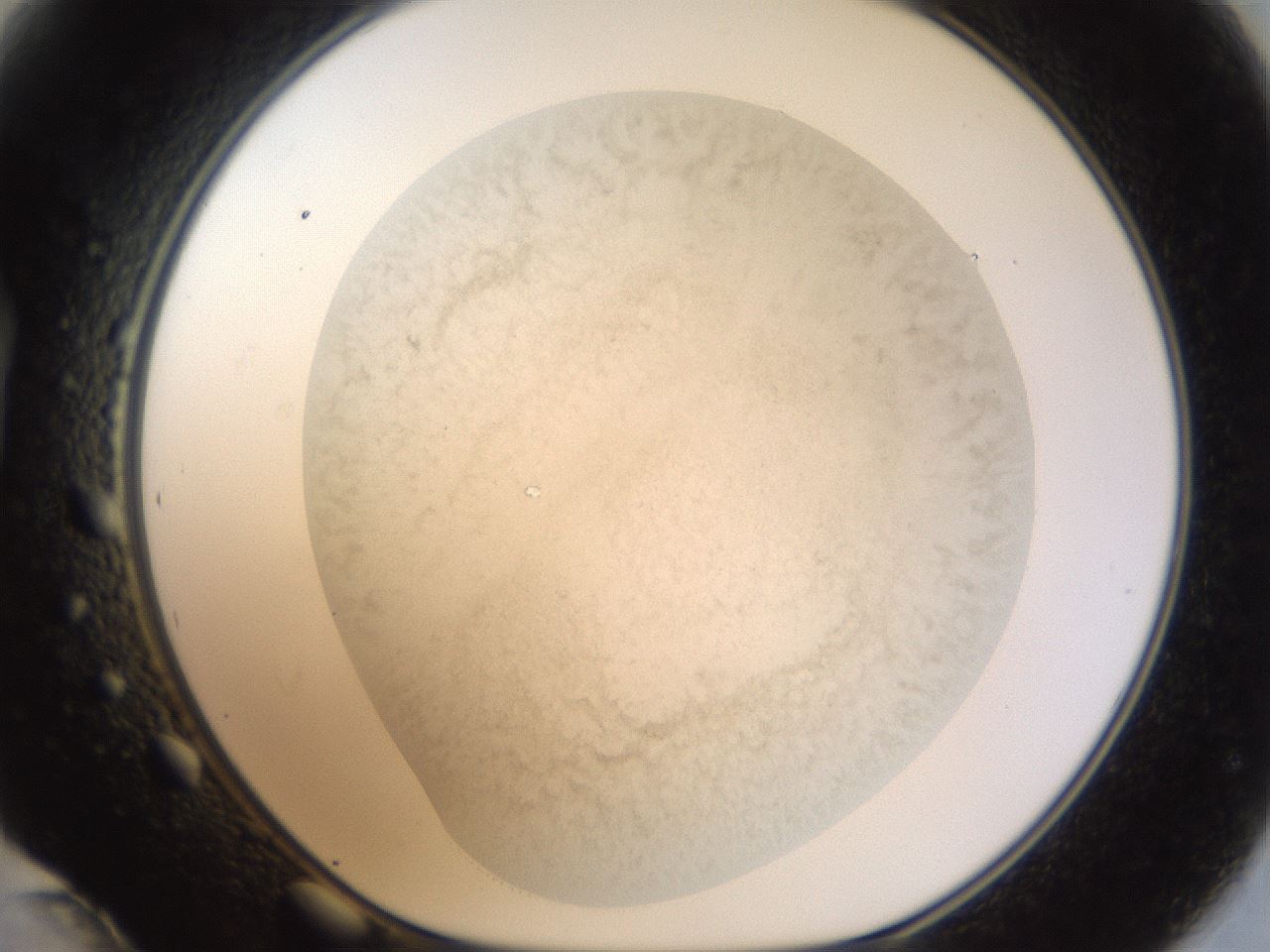 folderID982_plateID982_batchID1625_wellNum48_profileID1_d1_r38668_ef.jpg