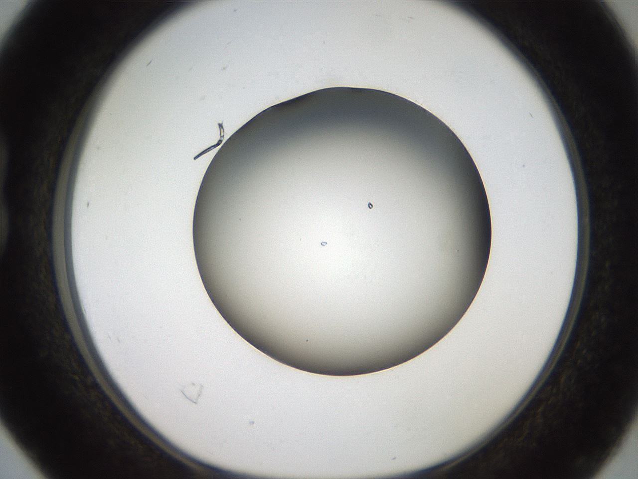 folderID984_plateID1984_batchID8375_wellNum16_profileID1_d1_r129593_ef.jpg