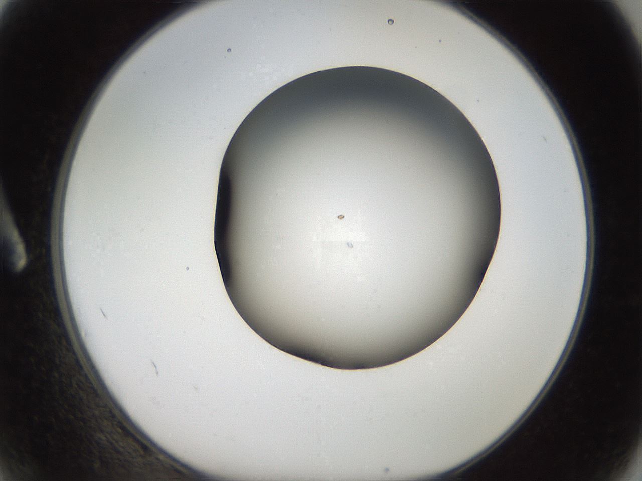 folderID984_plateID1984_batchID8375_wellNum2_profileID1_d1_r129579_ef.jpg
