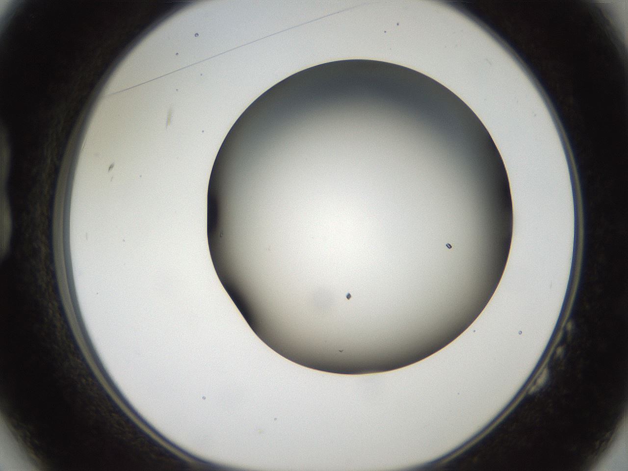 folderID984_plateID1984_batchID8446_wellNum14_profileID1_d1_r129591_ef.jpg