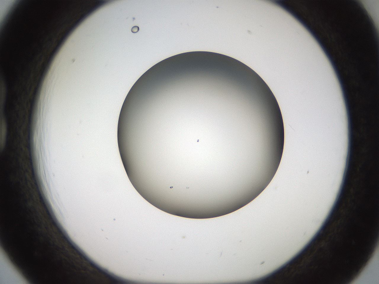 folderID984_plateID1984_batchID8541_wellNum18_profileID1_d1_r129595_ef.jpg