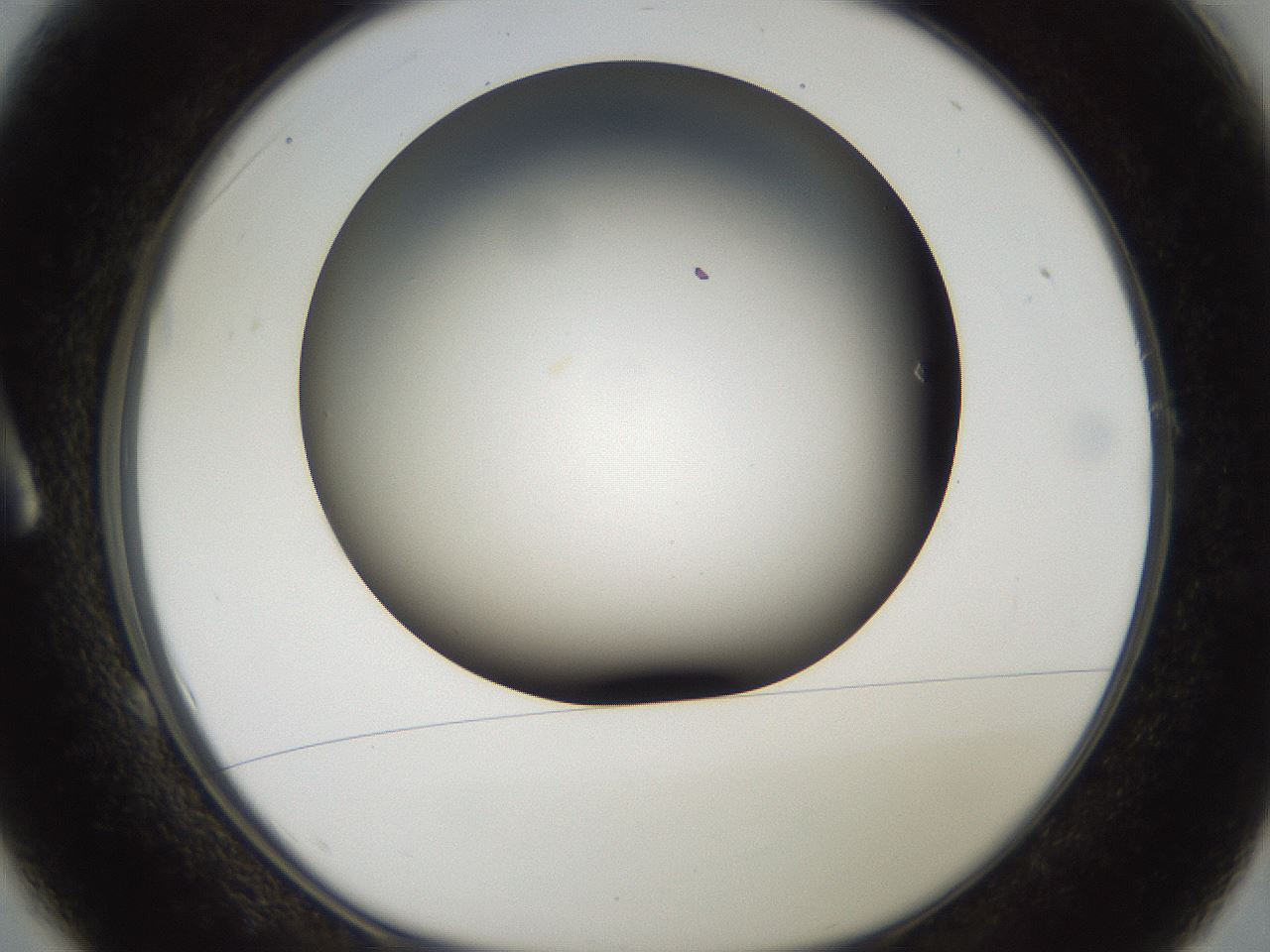 folderID984_plateID1984_batchID8549_wellNum1_profileID1_d1_r129578_ef.jpg
