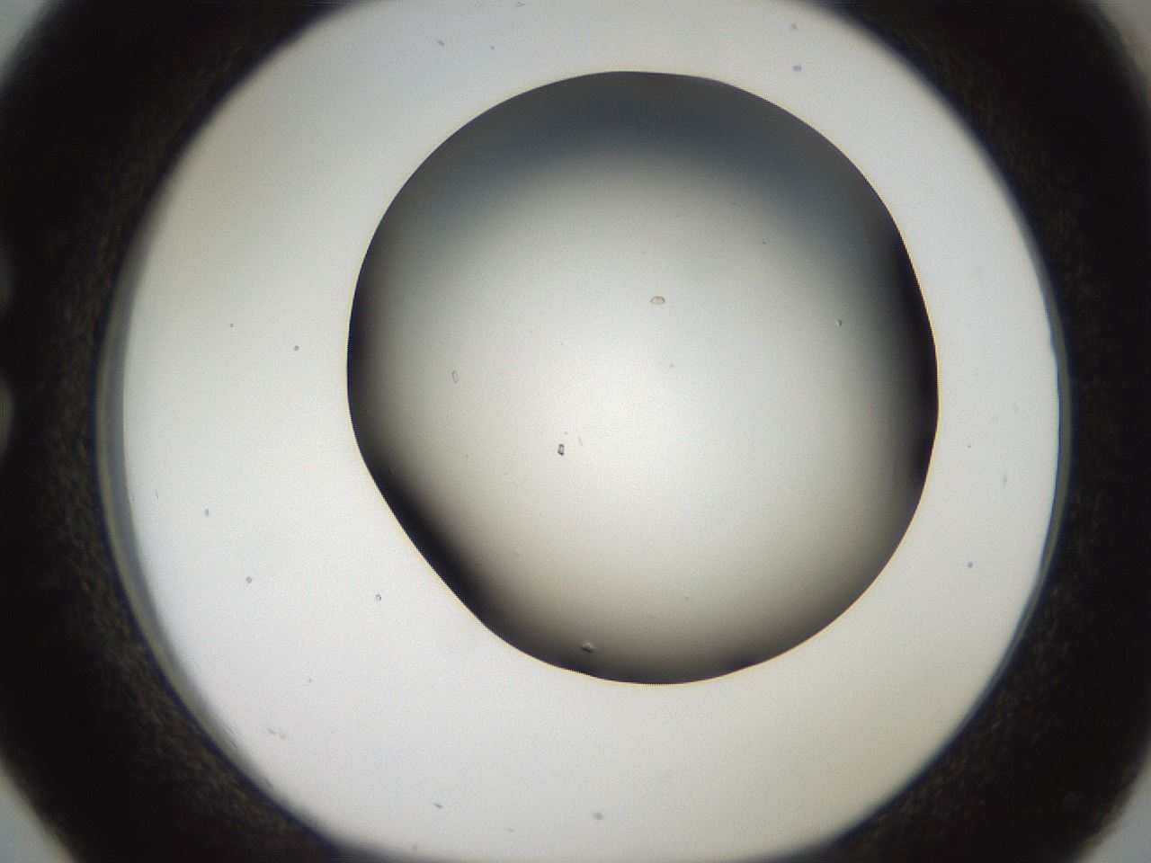 folderID984_plateID1984_batchID8549_wellNum26_profileID1_d1_r129603_ef.jpg