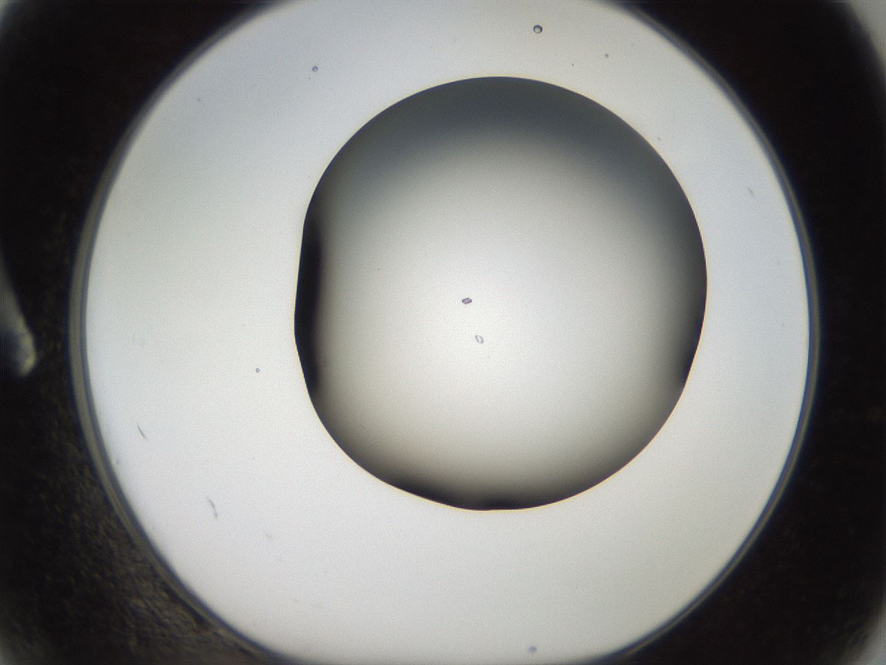 folderID984_plateID1984_batchID8549_wellNum2_profileID1_d1_r129579_ef.jpg