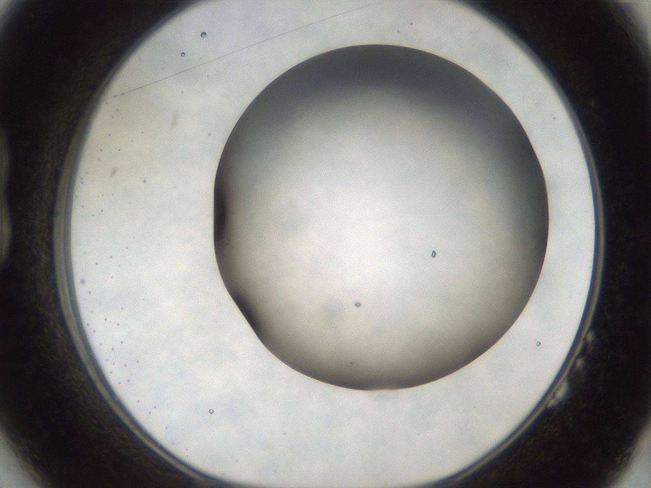 folderID984_plateID1984_batchID8627_wellNum14_profileID1_d1_r129591_ef.jpg