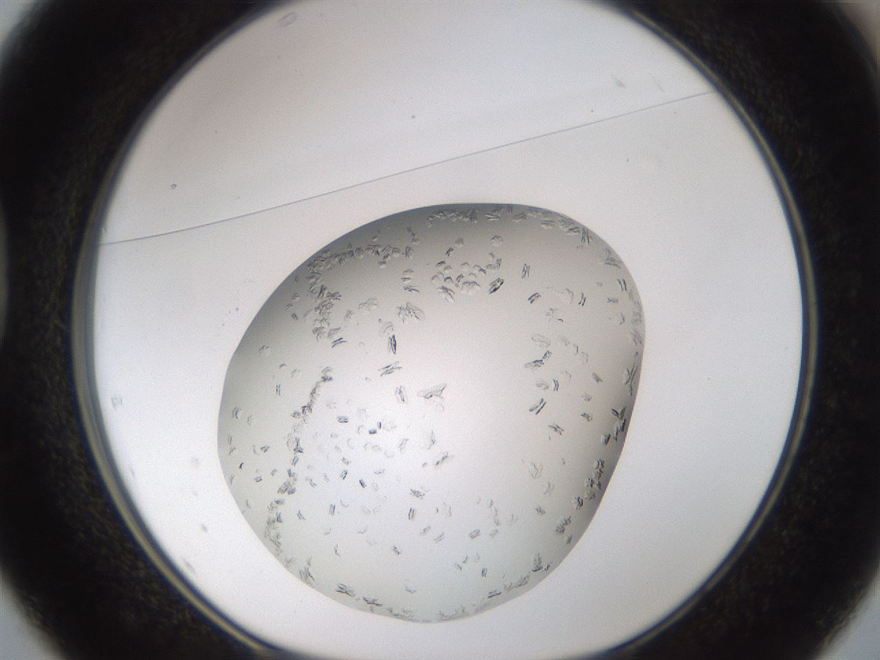 folderID985_plateID2985_batchID16186_wellNum37_profileID1_d1_r247233_ef.jpg