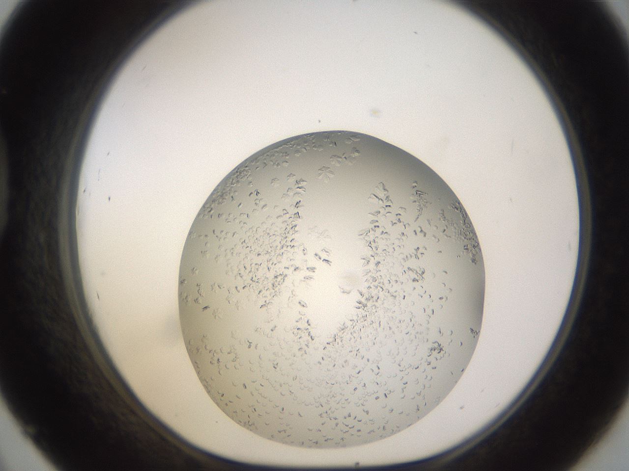 folderID985_plateID2985_batchID16288_wellNum45_profileID1_d1_r247241_ef.jpg