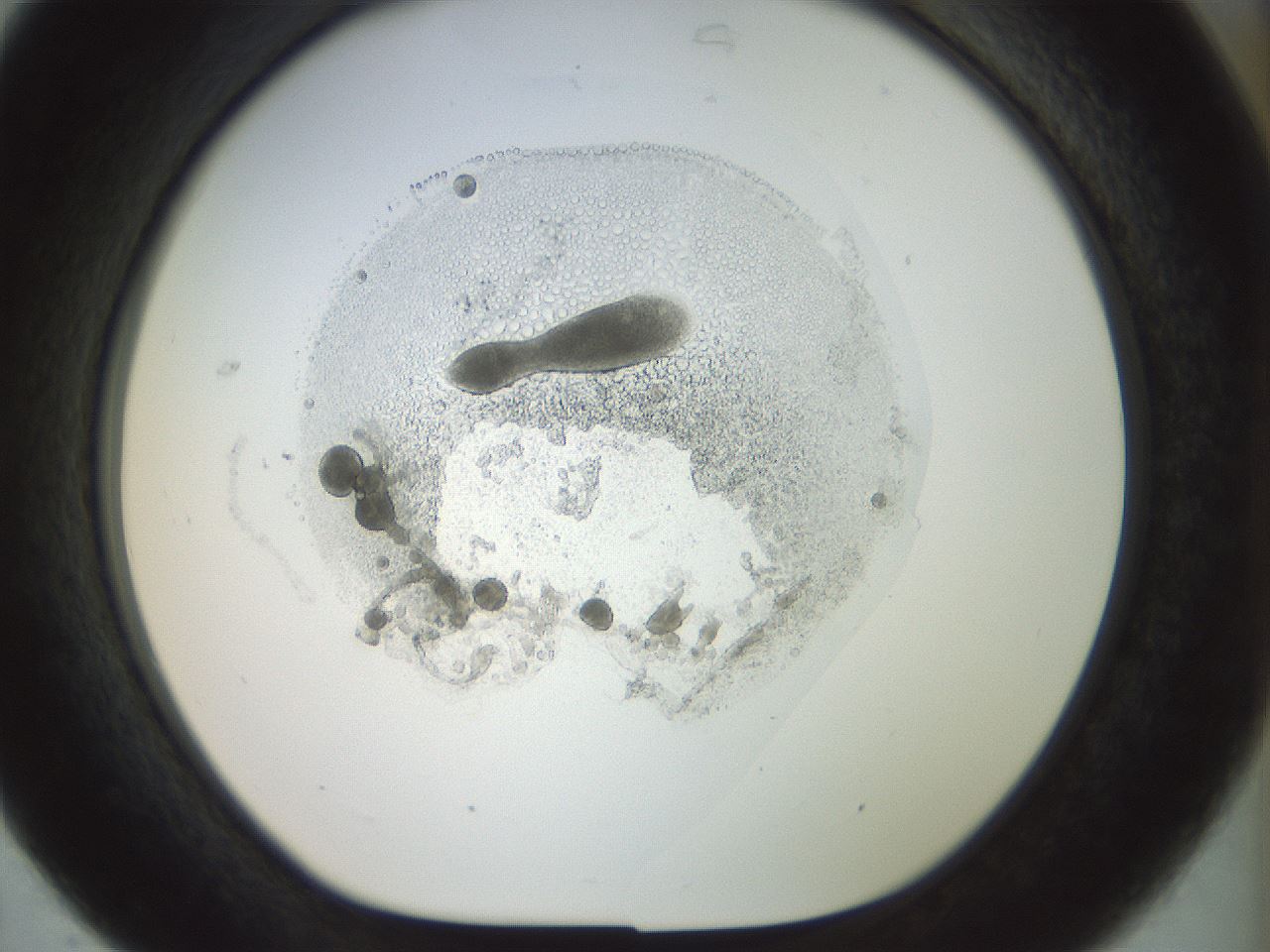 folderID989_plateID989_batchID1626_wellNum31_profileID1_d1_r39606_ef.jpg