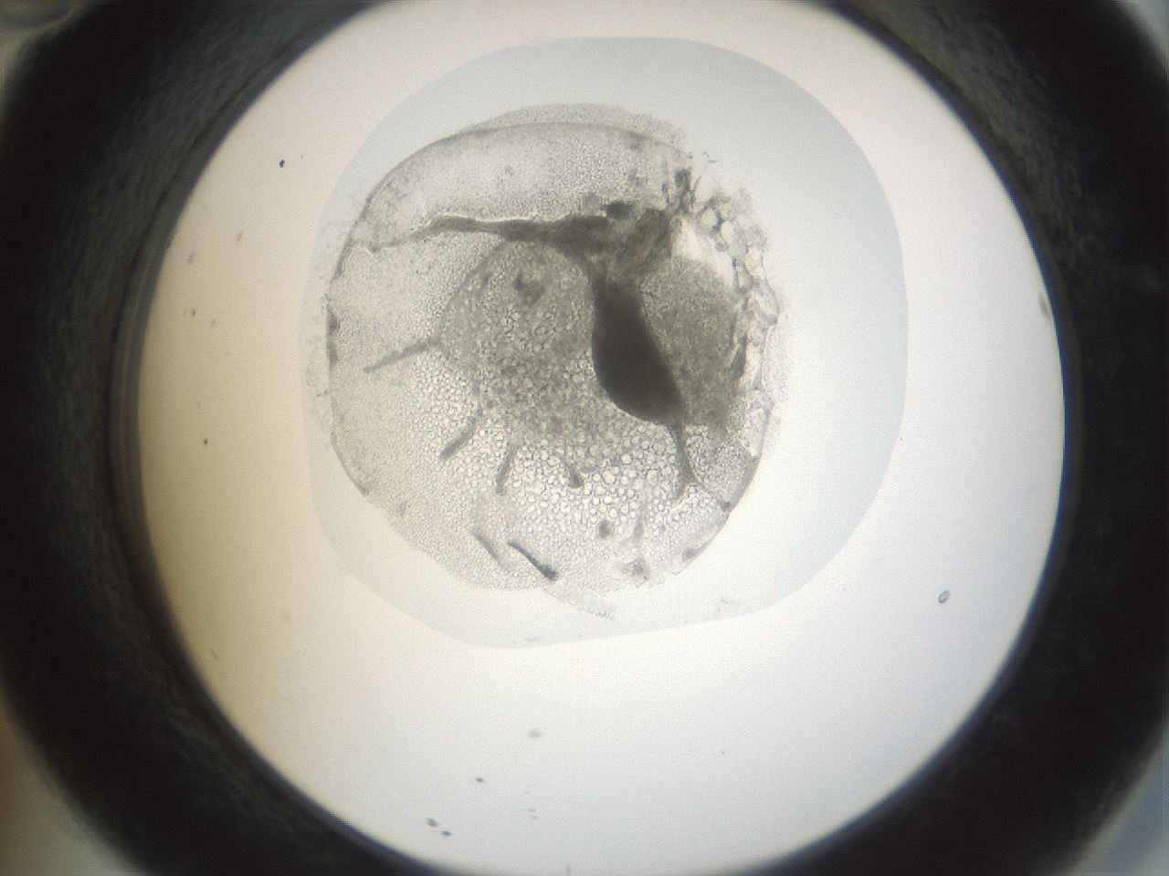 folderID990_plateID990_batchID1630_wellNum46_profileID1_d2_r39061_ef.jpg