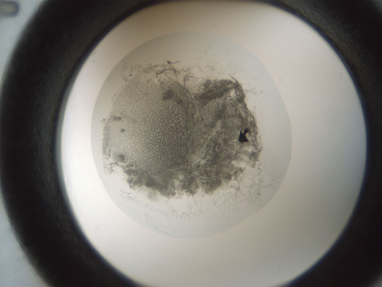folderID990_plateID990_batchID1630_wellNum50_profileID1_d2_r39069_ef.jpg