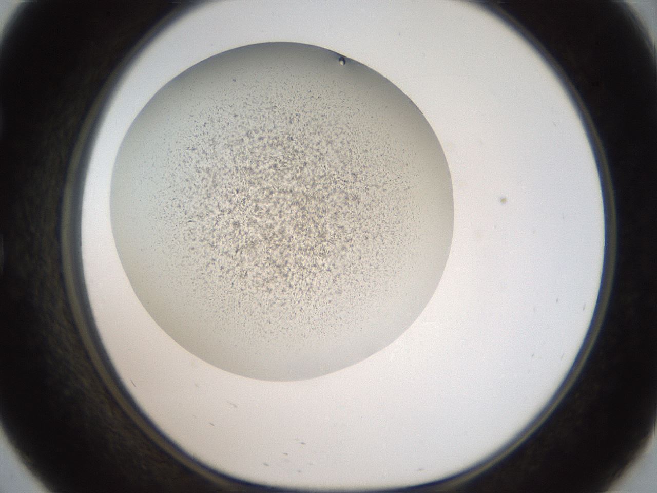 folderID991_plateID1991_batchID8618_wellNum57_profileID1_d1_r134542_ef.jpg