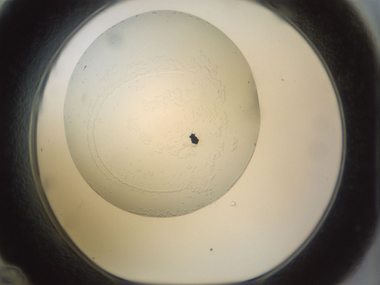 folderID992_plateID992_batchID1633_wellNum48_profileID1_d1_r39832_ef.jpg