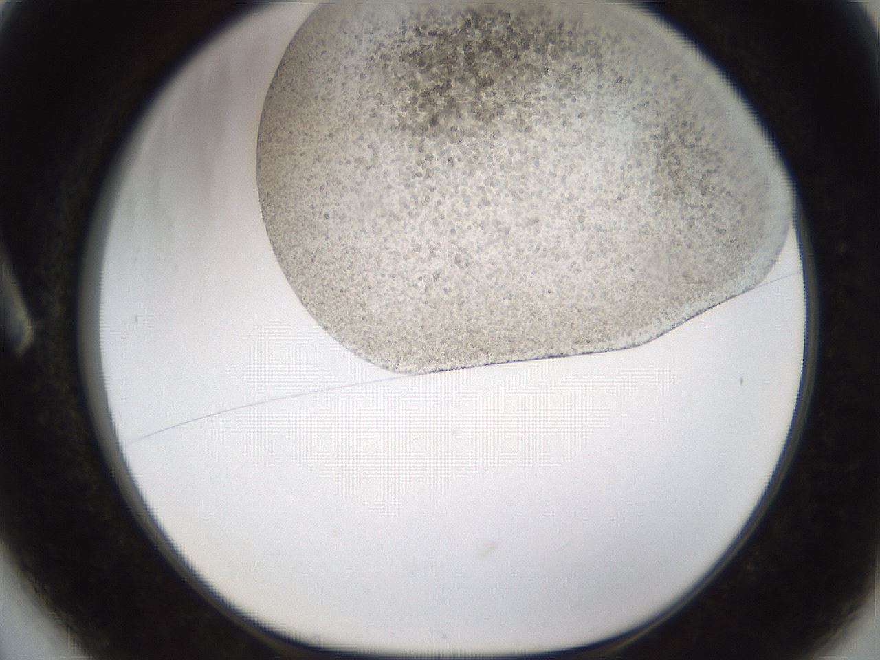 folderID996_plateID2996_batchID16411_wellNum6_profileID1_d1_r250763_ef.jpg