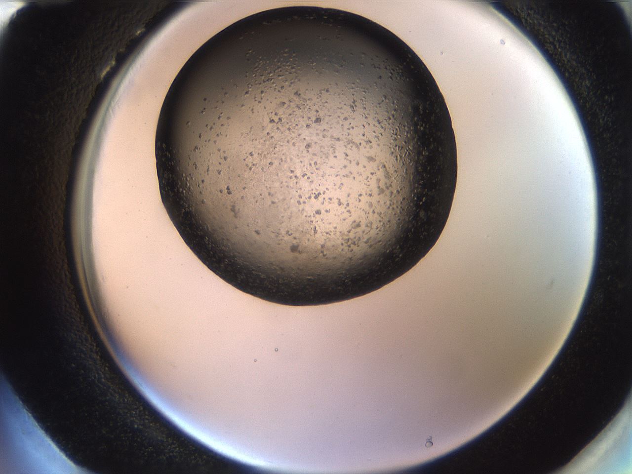 folderID997_plateID2997_batchID16410_wellNum96_profileID1_d2_r250752_ef.jpg