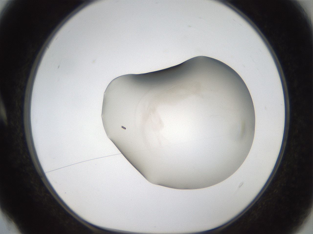 folderID999_plateID1999_batchID8660_wellNum4_profileID1_d1_r134783_ef.jpg